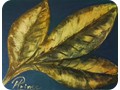 Feuilles d'or
4x6